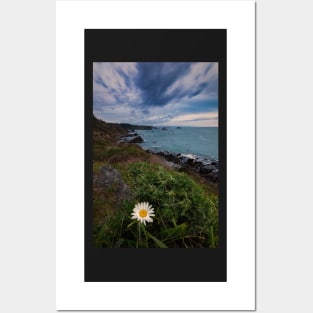 Wild Daisy Blooming on the Cliffs of Northern California Posters and Art